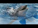 Des caméras pour protéger les dauphins des filets marins