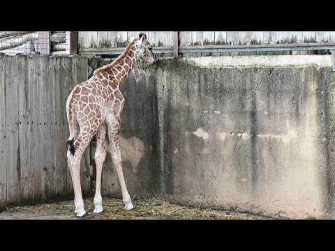 Rare giraffe calf born in French zoo