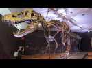 Stan, le T-rex qui vaut 31 millions de dollars