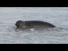 Calais: trois phoques relâchés en mer