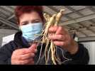 A Seysses, le seul producteur de ginseng en Europe
