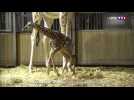 Un girafon tant attendu en Moselle : 1,75 mètre à la naissance !