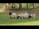 Doullens: écopâturage à la Citadelle
