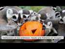 [ Multimédia ] - Halloween et les animaux : toute une histoire en images !