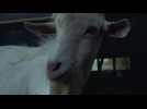 La muerte de un chivo (The death of a goat) - MFF Women's Empowerment