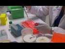 Recherche scientifique : l'Institut Pasteur scrute l'évolution du coronavirus