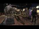 Le squelette d'un dinosaure vendu aux enchères à Paris