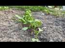 Tuto faire son potager