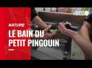 Le bain du petit pingouin