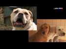 Chiens méchants : les apparences peuvent être trompeuses !