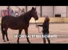 Le cheval et ses bienfaits