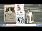 Zapping du 17/02 : Larry, le chat le plus célèbre du monde avec 450 000 abonnés sur Twitter