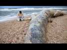 Israël : une baleine morte échouée sur la côte après une tempête