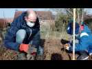 On plante des arbres à Sailly-sur-la-Lys