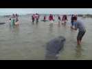Des dizaines de petites baleines échouées sur une plage d'Indonésie
