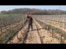 Lot : ce viticulteur utilise des câbles chauffants contre le gel des vignes à Vire-sur-Lot