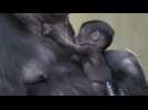 Berlin: naissance d'un bébé gorille au zoo