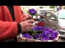 Annulation de la fête de la Violette à Tourrettes-sur-Loup : les bouquets distribués aux habitants