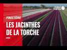 VIDÉO. Finistère : les jacinthes de La Torche