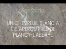 Un chevreuil blanc aperçu près de Plancy-l'Abbaye