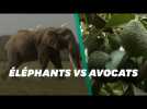 Au Kenya, la culture d'avocats menace les éléphants