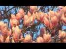 Magnolias en fleur : un spectacle grandiose à l'approche du printemps