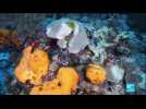 Environnement : en Martinique, une nouvelle menace plane sur les coraux entourant l'île