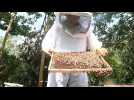 Colombie: les apiculteurs dénoncent un pesticide tueur d'abeilles