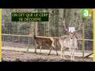 Theux : les cerfs se décoiffent