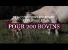 Des conditions d'élevage déplorables pour 200 bovins dans les Ardennes