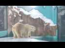 Chine: réception glaciale pour un hôtel qui exhibe des ours polaires