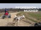Profession : musher