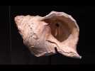 Un coquillage vieux de 18 000 ans livre le son de la Préhistoire