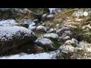 La rivière du Huelgoat sous la neige