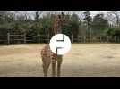 Naissance d'un girafon au zoo de La Flèche