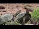 Aux Galapagos, des tortues géantes relâchées pour relancer les écosystèmes