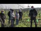 Atelier taille de la vigne avec les Caves de la Loire