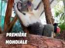 Né avec une patte en moins, ce koala est le premier au monde à recevoir une prothèse