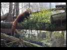 Un nouveau petit panda roux au zoo de Lille pour tenir compagnie à madame panda roux
