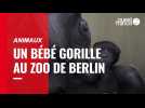 VIDÉO. Un bébé gorille est né au zoo de Berlin mi-février
