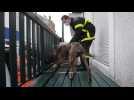 Un jeune chien secouru par les pompiers à Berck
