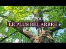 Votez pour le plus bel arbre de Reims !