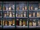 Montpellier : visite au musée d'anatomie vrai cabinet de curiosités