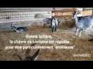 Dom-le-Mesnil: un élevage de chèvres de Lorraine