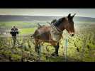 Le retour du cheval dans les vignes