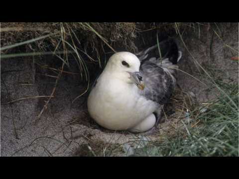 VIDEO : Woman Makes Birdhouses W/ Living Rooms