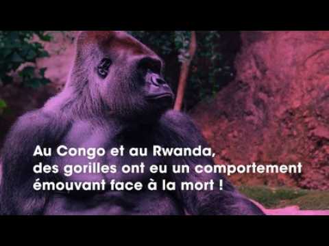 VIDEO : Congo : des gorilles ont un comportement incroyable face  la mort, dcouvrez pourquoi