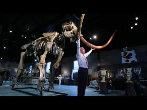 VIDEO : Should Scientists Resurrect The Woolly Mammoth?