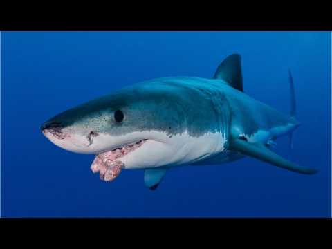 VIDEO : What Do Great White Sharks Fear?