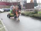 La province du Hainaut va utiliser des chevaux de trait/ Video Emmie Godart